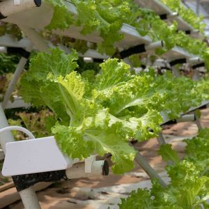 hydroponics-4255403__480